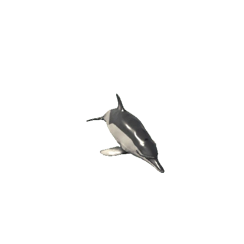 Long-billed dolphin_Mesh_LOD's